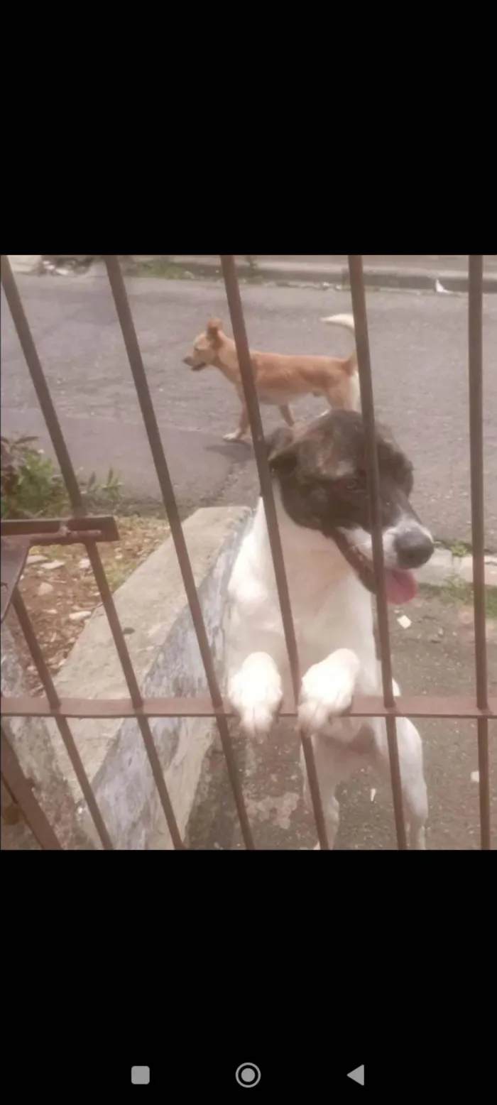 Cachorro ra a SRD-ViraLata idade 1 ano nome Katita 
