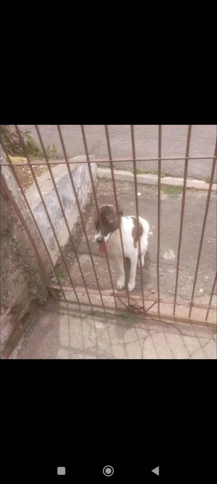 Cachorro ra a SRD-ViraLata idade 1 ano nome Katita 