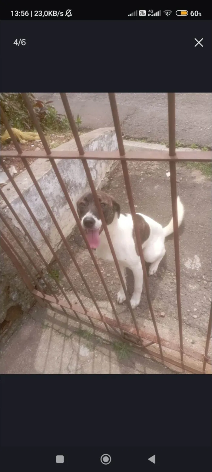 Cachorro ra a SRD-ViraLata idade 1 ano nome Katita 