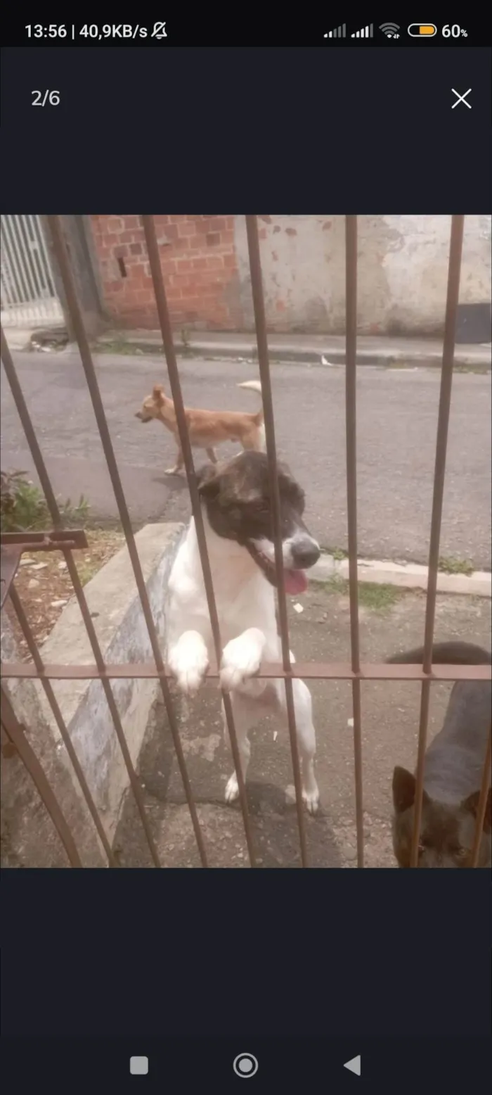Cachorro ra a SRD-ViraLata idade 1 ano nome Katita 