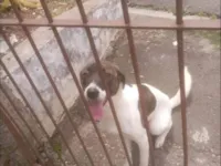 Cachorro ra a SRD-ViraLata idade 1 ano nome Katita 