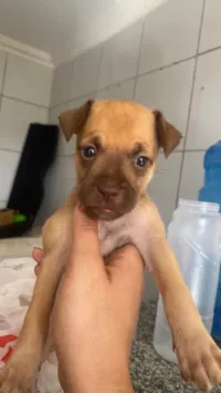 Cachorro ra a SRD-ViraLata idade Abaixo de 2 meses nome Sem nome