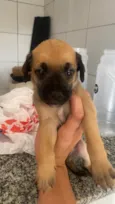 Cachorro ra a SRD-ViraLata idade Abaixo de 2 meses nome Sem nome