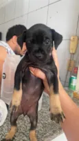 Cachorro ra a SRD-ViraLata idade Abaixo de 2 meses nome Sem nome