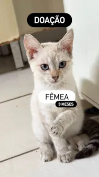 Gato ra a SRD-ViraLata idade 2 a 6 meses nome Sem nome