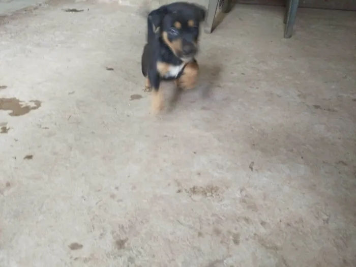 Cachorro ra a SRD-ViraLata idade Abaixo de 2 meses nome Pretinha