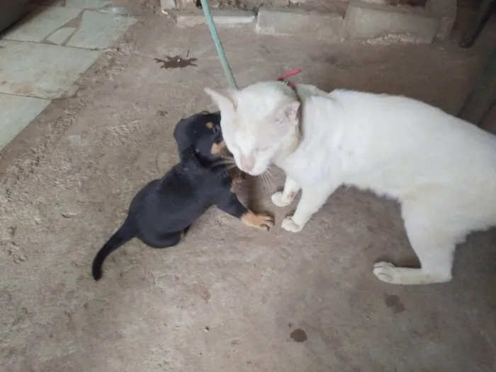 Cachorro ra a SRD-ViraLata idade Abaixo de 2 meses nome Pretinha