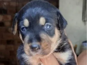 Cachorro raça SRD-ViraLata idade Abaixo de 2 meses nome Pretinha