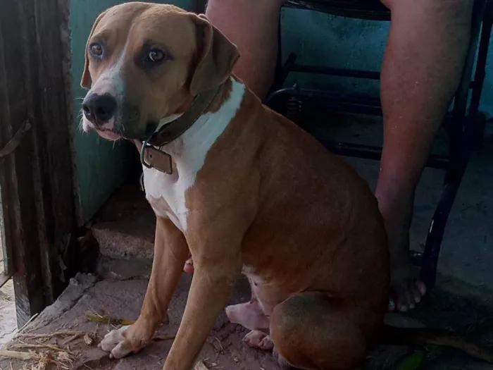 Cachorro ra a Pit-Bull idade 2 anos nome Aquiles
