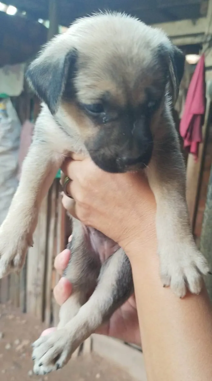 Cachorro ra a SRD-ViraLata idade Abaixo de 2 meses nome Cinzinha