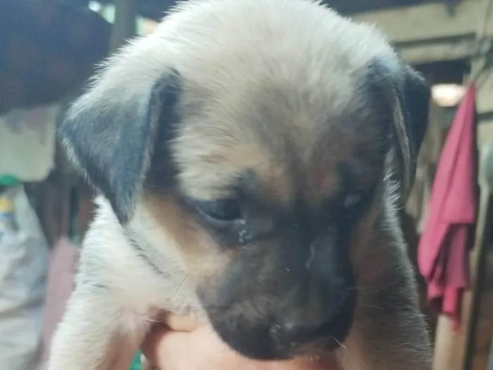 Cachorro ra a SRD-ViraLata idade Abaixo de 2 meses nome Cinzinha