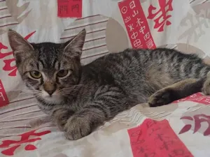 Gato raça SRD-ViraLata idade 7 a 11 meses nome Tigrinho 