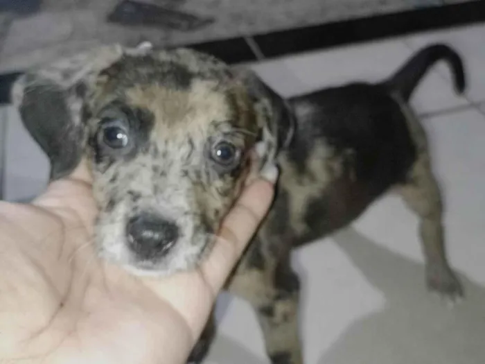 Cachorro ra a SRD-ViraLata idade 2 a 6 meses nome Sem nome 