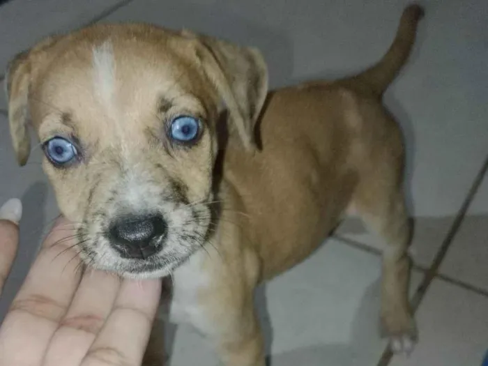 Cachorro ra a SRD-ViraLata idade 2 a 6 meses nome Filhote ainda sem nome 