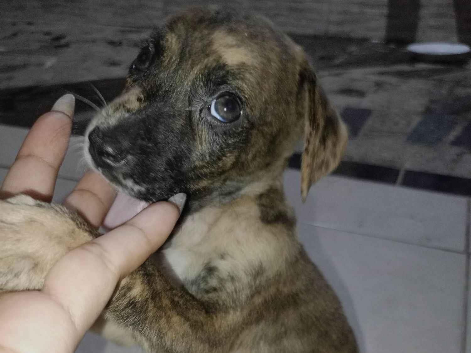 Cachorro ra a SRD-ViraLata idade 2 a 6 meses nome Ainda não tem 