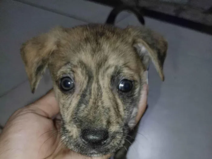 Cachorro ra a SRD-ViraLata idade 2 a 6 meses nome Ainda não tem 