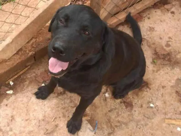 Cachorro raça SRD-ViraLata idade 5 anos nome Apollo 