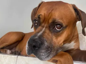 Cachorro raça Boxer idade 6 ou mais anos nome Tyron