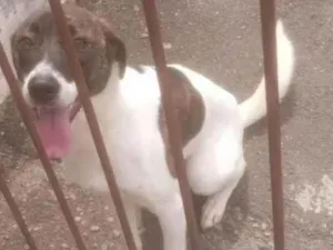 Cachorro raça SRD-ViraLata idade 1 ano nome Katita 
