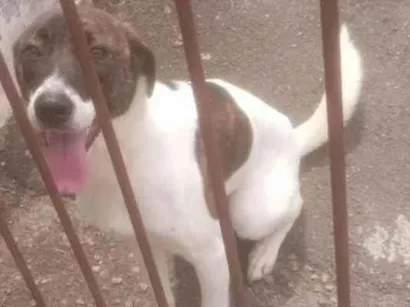 Cachorro raça SRD-ViraLata idade 1 ano nome Katita 