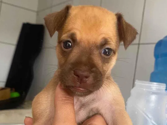 Cachorro ra a SRD-ViraLata idade Abaixo de 2 meses nome Sem nome