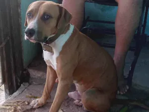 Cachorro raça Pit-Bull idade 2 anos nome Aquiles