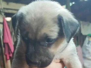 Cachorro raça SRD-ViraLata idade Abaixo de 2 meses nome Cinzinha
