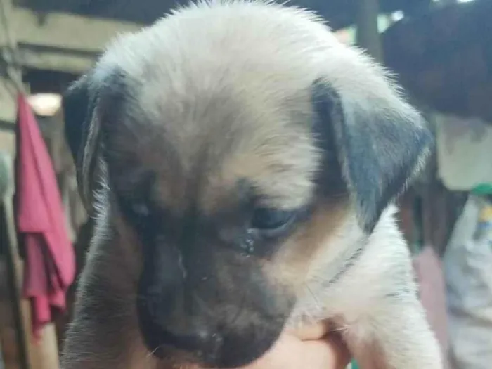 Cachorro ra a SRD-ViraLata idade Abaixo de 2 meses nome Cinzinha