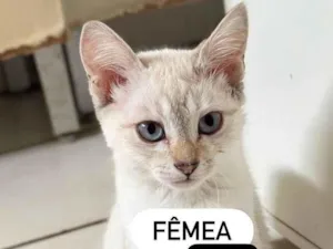 Gato raça SRD-ViraLata idade 2 a 6 meses nome Sem nome