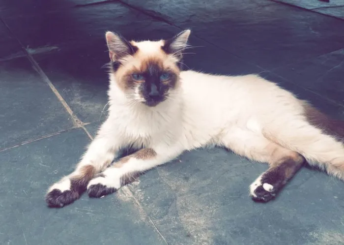 Gato raça SRD-ViraLata idade 7 a 11 meses nome Manchada 