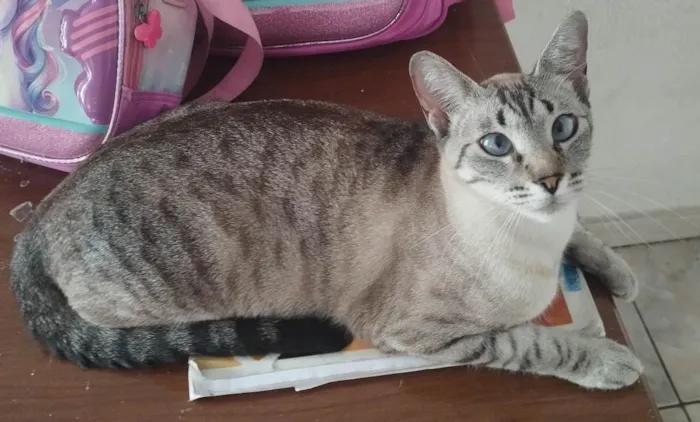 Gato raça SRD-ViraLata idade 7 a 11 meses nome Manchada 