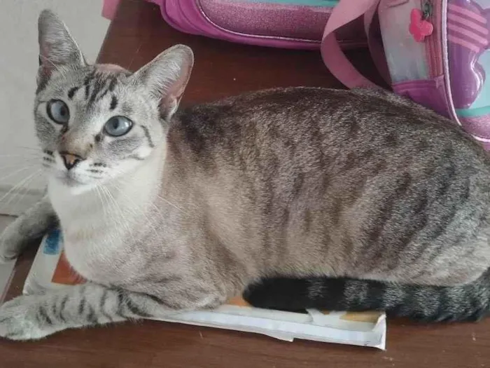 Gato raça SRD-ViraLata idade 7 a 11 meses nome Manchada 