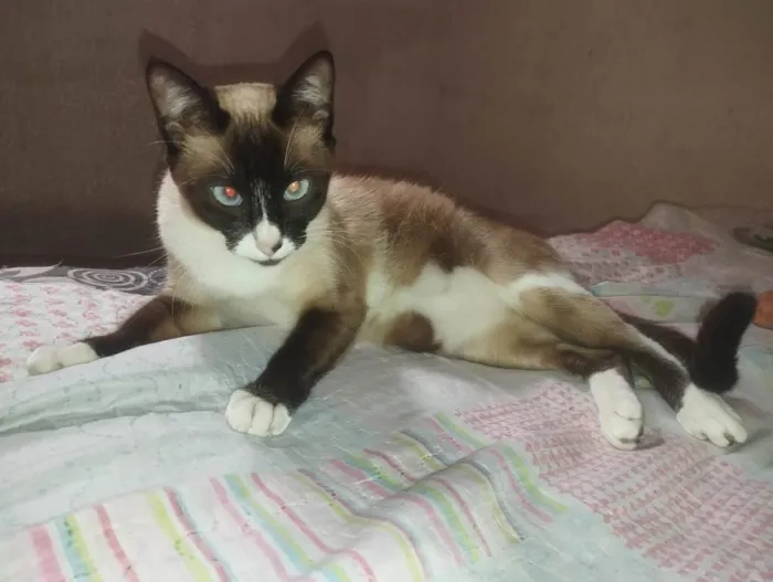Gato raça SRD-ViraLata idade 7 a 11 meses nome Manchada 