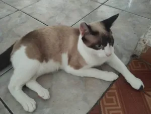 Gato raça SRD-ViraLata idade 7 a 11 meses nome Manchada 