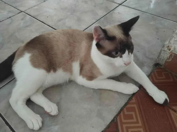 Gato raça SRD-ViraLata idade 7 a 11 meses nome Manchada 