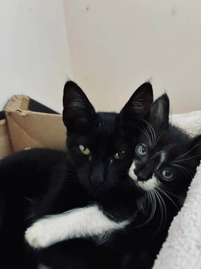 Gato ra a SRD-ViraLata idade Abaixo de 2 meses nome 2 gatas filhotes