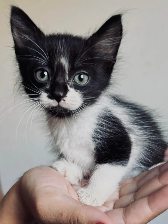 Gato ra a SRD-ViraLata idade Abaixo de 2 meses nome 2 gatas filhotes