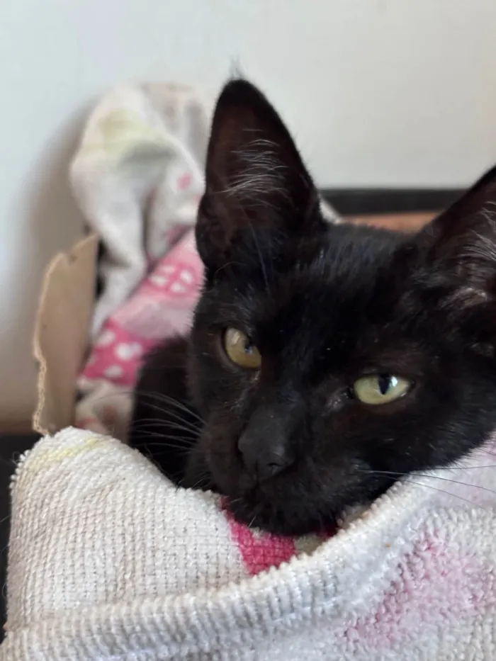 Gato ra a SRD-ViraLata idade Abaixo de 2 meses nome 2 gatas filhotes