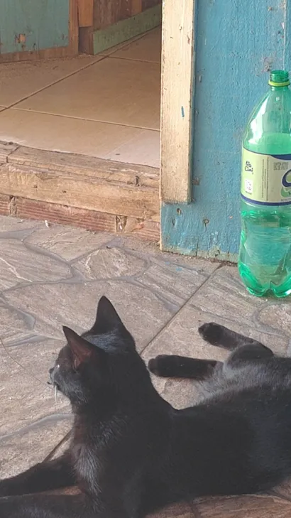 Gato ra a SRD-ViraLata idade 7 a 11 meses nome Japonego (apelido)