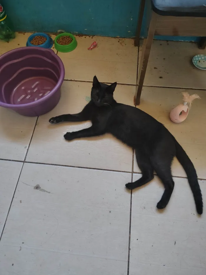 Gato ra a SRD-ViraLata idade 7 a 11 meses nome Japonego (apelido)