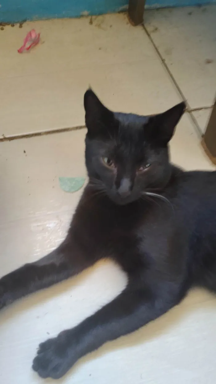 Gato ra a SRD-ViraLata idade 7 a 11 meses nome Japonego (apelido)