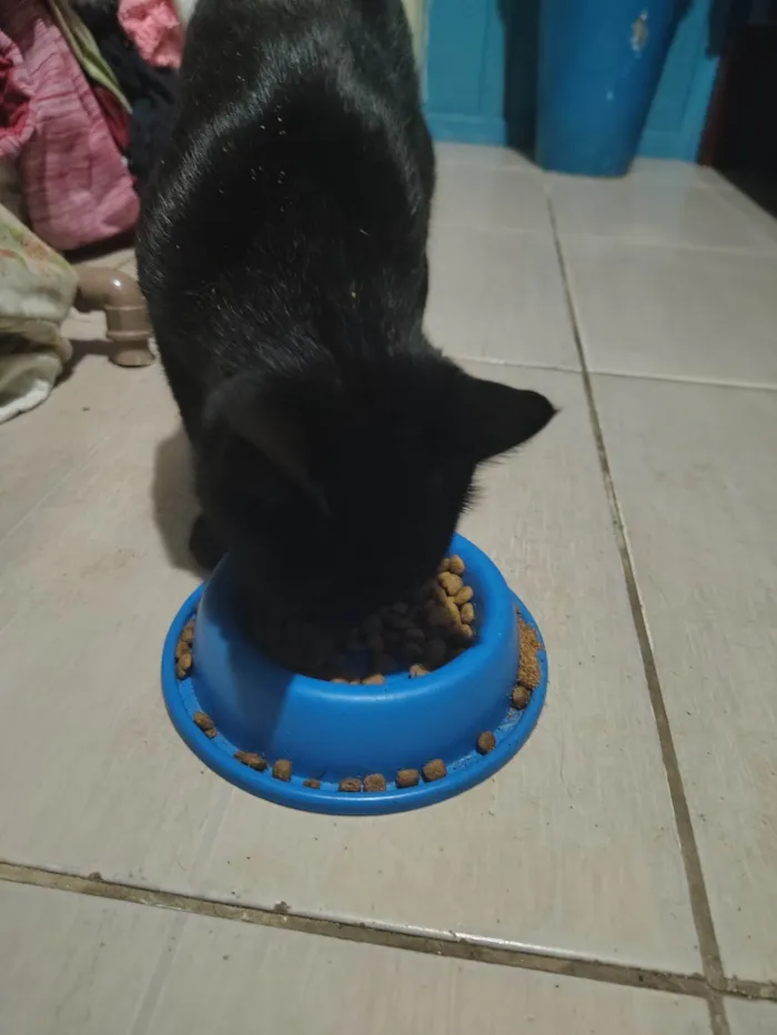 Gato ra a SRD-ViraLata idade 7 a 11 meses nome Japonego (apelido)