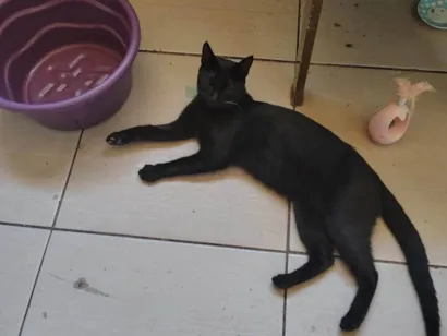 Gato ra a SRD-ViraLata idade 7 a 11 meses nome Japonego (apelido)