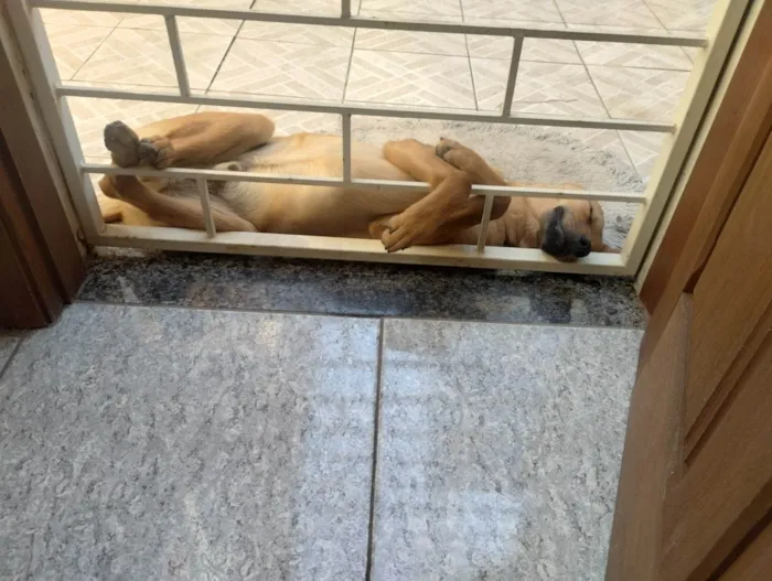 Cachorro ra a SRD-ViraLata idade 7 a 11 meses nome Fredy