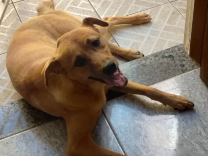 Cachorro raça SRD-ViraLata idade 7 a 11 meses nome Fredy