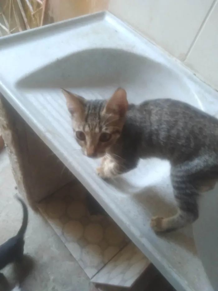 Gato raça SRD-ViraLata idade Abaixo de 2 meses nome Fabio Santos 