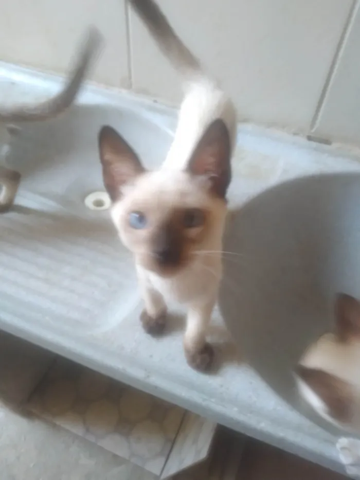 Gato raça SRD-ViraLata idade Abaixo de 2 meses nome Fabio Santos 