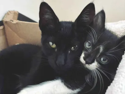 Gato raça SRD-ViraLata idade Abaixo de 2 meses nome 2 gatas filhotes