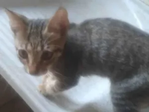 Gato raça SRD-ViraLata idade Abaixo de 2 meses nome Fabio Santos 