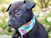 Cachorro raça SRD-ViraLata idade 2 a 6 meses nome Lord